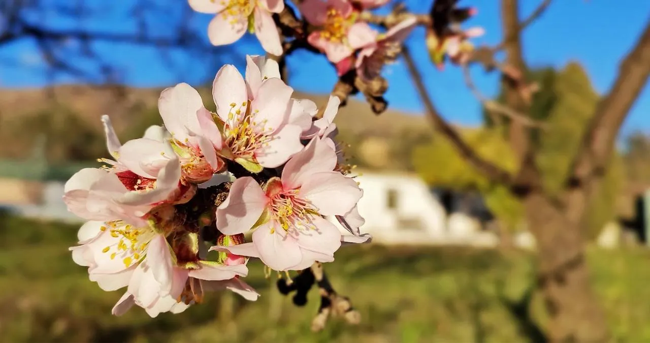 Σπίτι διακοπών Cortijo Aguacha Βίλα Bayacas
